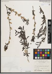 Foto von Salix purpurea L.